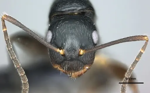 Colobopsis kadi specimen CASENT0187073 image casent0187073_2
