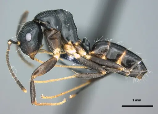 Colobopsis kadi specimen CASENT0187073 image casent0187073_3