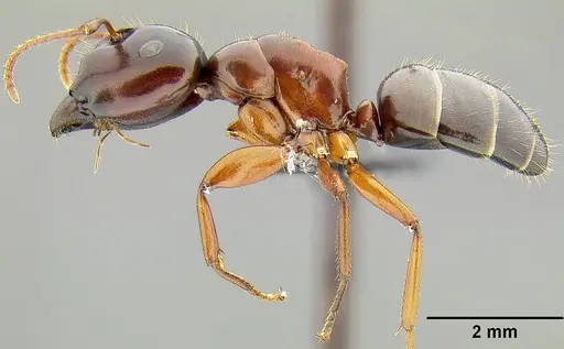 Colobopsis laminata specimen CASENT0171159 image casent0171159_1