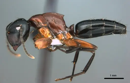 Colobopsis laminata specimen CASENT0180044 image casent0180044_3