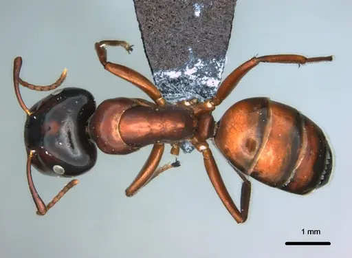 Colobopsis laminata specimen CASENT0180148 image casent0180148_1