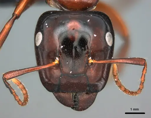Colobopsis laminata specimen CASENT0180148 image casent0180148_2