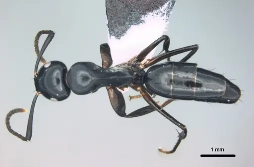 Colobopsis laminata specimen CASENT0180271 image casent0180271_1