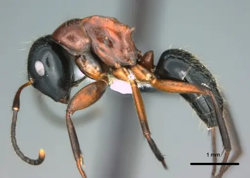 Colobopsis laminata specimen CASENT0180461 image casent0180461_3