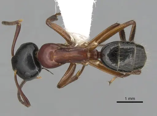 Colobopsis laminata specimen CASENT0280253 image casent0280253_1