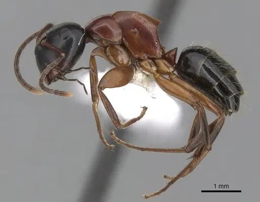 Colobopsis laminata specimen CASENT0280253 image casent0280253_3