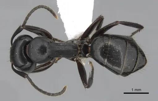 Colobopsis laminata specimen CASENT0280254 image casent0280254_1