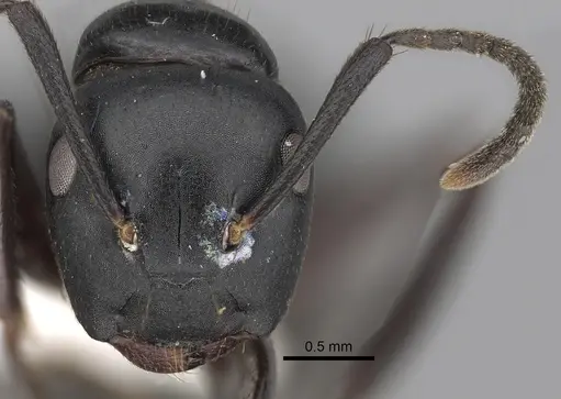 Colobopsis laminata specimen CASENT0280254 image casent0280254_2