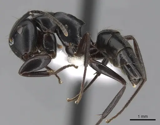 Colobopsis laminata specimen CASENT0280254 image casent0280254_3