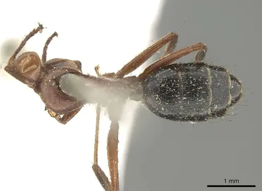 Colobopsis laminata specimen CASENT0915762 image casent0915762_1