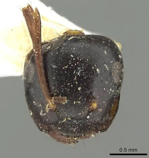 Colobopsis laminata specimen CASENT0915762 image casent0915762_2