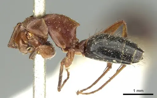 Colobopsis laminata specimen CASENT0915762 image casent0915762_3