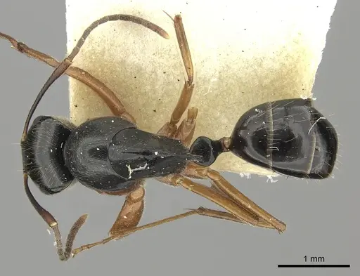 Colobopsis lauensis specimen CASENT0235853 image casent0235853_1