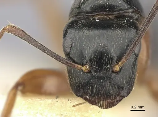 Colobopsis lauensis specimen CASENT0235853 image casent0235853_2