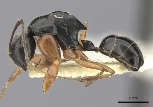 Colobopsis lauensis specimen CASENT0235853 image casent0235853_3