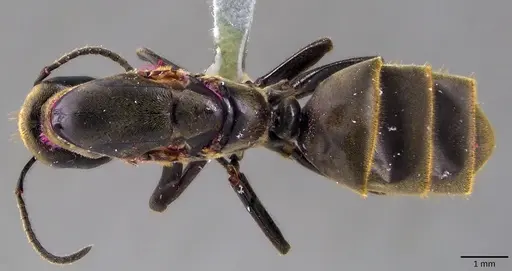 Colobopsis leonardi specimen ANTWEB1041834 image antweb1041834_1