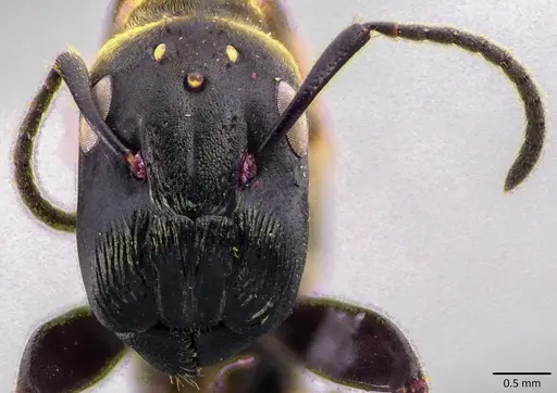 Colobopsis leonardi specimen ANTWEB1041834 image antweb1041834_2