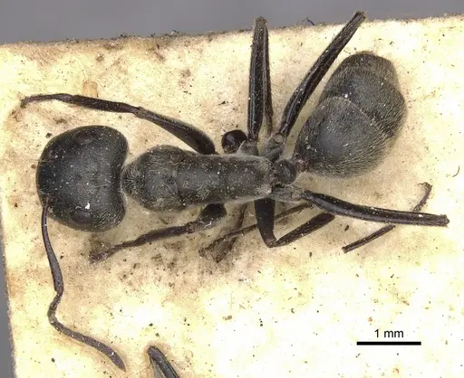 Colobopsis leonardi specimen CASENT0901895 image casent0901895_1