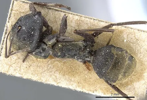 Colobopsis leonardi specimen CASENT0905467 image casent0905467_1