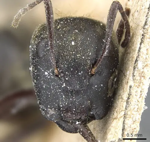 Colobopsis leonardi specimen CASENT0905467 image casent0905467_2