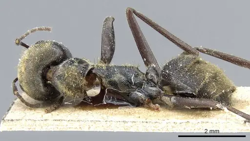 Colobopsis leonardi specimen CASENT0905467 image casent0905467_3