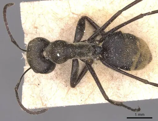 Colobopsis leonardi specimen CASENT0905468 image casent0905468_1