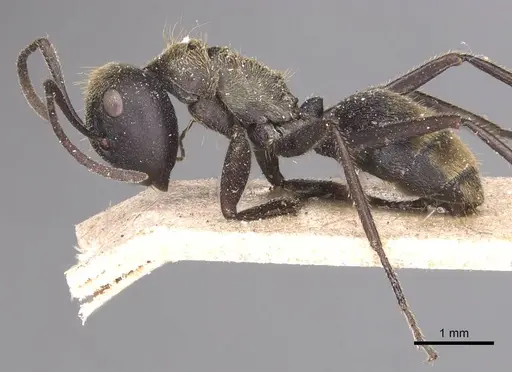 Colobopsis leonardi specimen CASENT0905468 image casent0905468_3