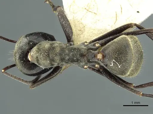 Colobopsis leonardi specimen CASENT0911627 image casent0911627_1
