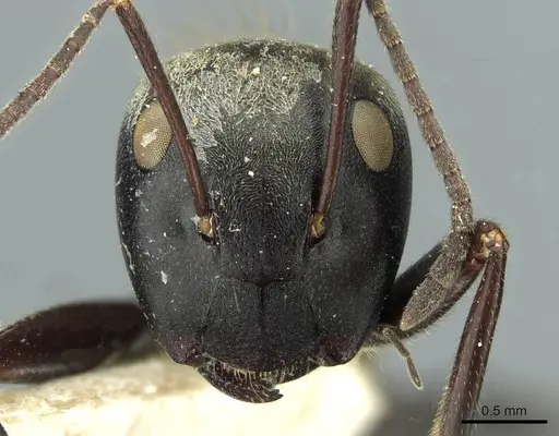 Colobopsis leonardi specimen CASENT0911627 image casent0911627_2