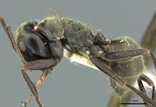 Colobopsis leonardi specimen CASENT0911627 image casent0911627_3