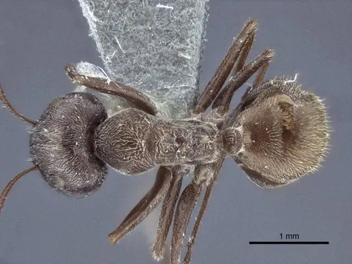 Colobopsis leonardi specimen CASENT0916761 image casent0916761_1