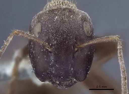 Colobopsis leonardi specimen CASENT0916761 image casent0916761_2