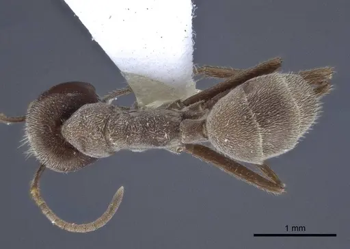 Colobopsis leonardi specimen CASENT0916762 image casent0916762_1