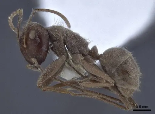 Colobopsis leonardi specimen CASENT0916762 image casent0916762_3