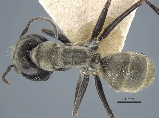 Colobopsis leonardi specimen CASENT0917169 image casent0917169_1