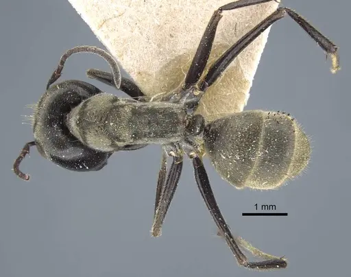 Colobopsis leonardi specimen CASENT0917169 image casent0917169_2