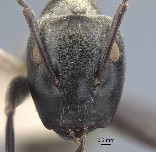 Colobopsis leonardi specimen CASENT0917169 image casent0917169_3