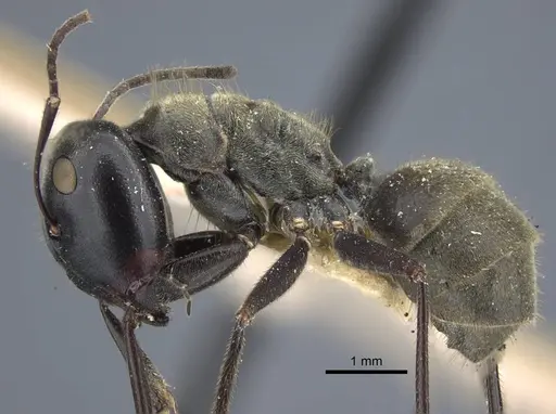 Colobopsis leonardi specimen CASENT0917169 image casent0917169_5