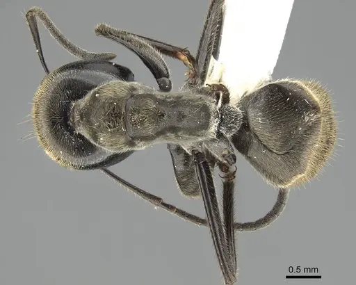 Colobopsis leonardi specimen CASENT0919875 image casent0919875_1