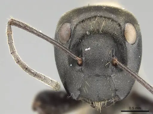 Colobopsis leonardi specimen CASENT0919875 image casent0919875_2