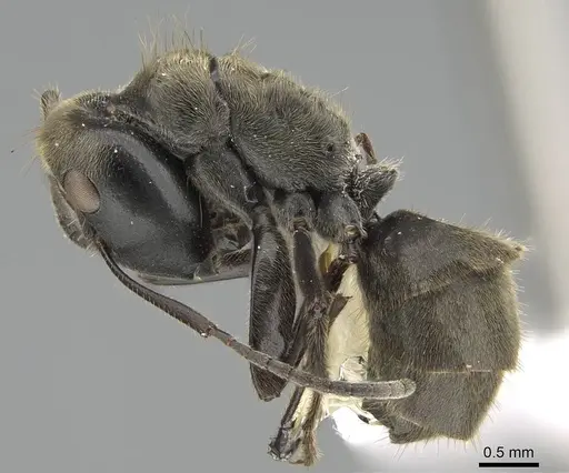 Colobopsis leonardi specimen CASENT0919875 image casent0919875_3