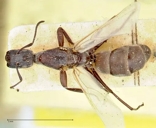 Colobopsis leonardi specimen FOCOL2515 image focol2515_1