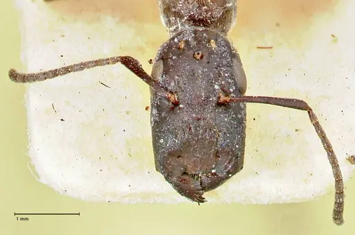 Colobopsis leonardi specimen FOCOL2515 image focol2515_2