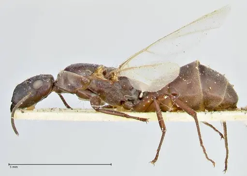 Colobopsis leonardi specimen FOCOL2515 image focol2515_3