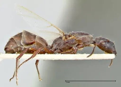 Colobopsis leonardi specimen FOCOL2515 image focol2515_4