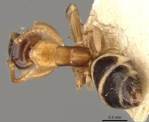 Colobopsis loa specimen CASENT0906979 image casent0906979_1