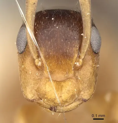 Colobopsis loa specimen CASENT0906979 image casent0906979_2