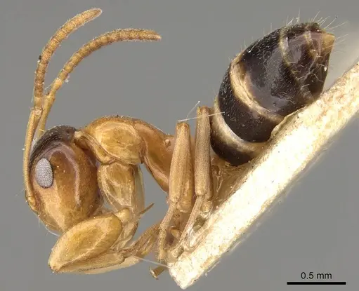 Colobopsis loa specimen CASENT0906979 image casent0906979_3