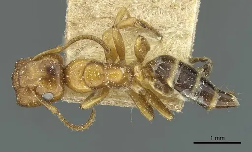 Colobopsis loa specimen CASENT0911628 image casent0911628_1
