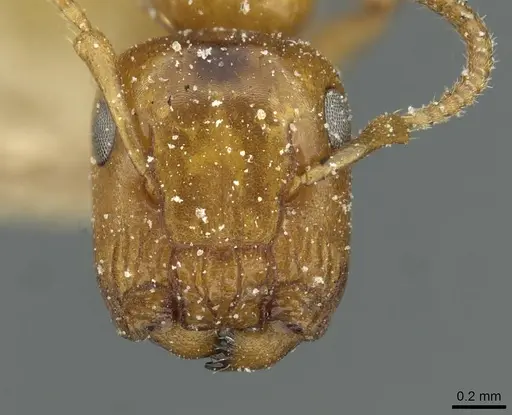 Colobopsis loa specimen CASENT0911628 image casent0911628_2